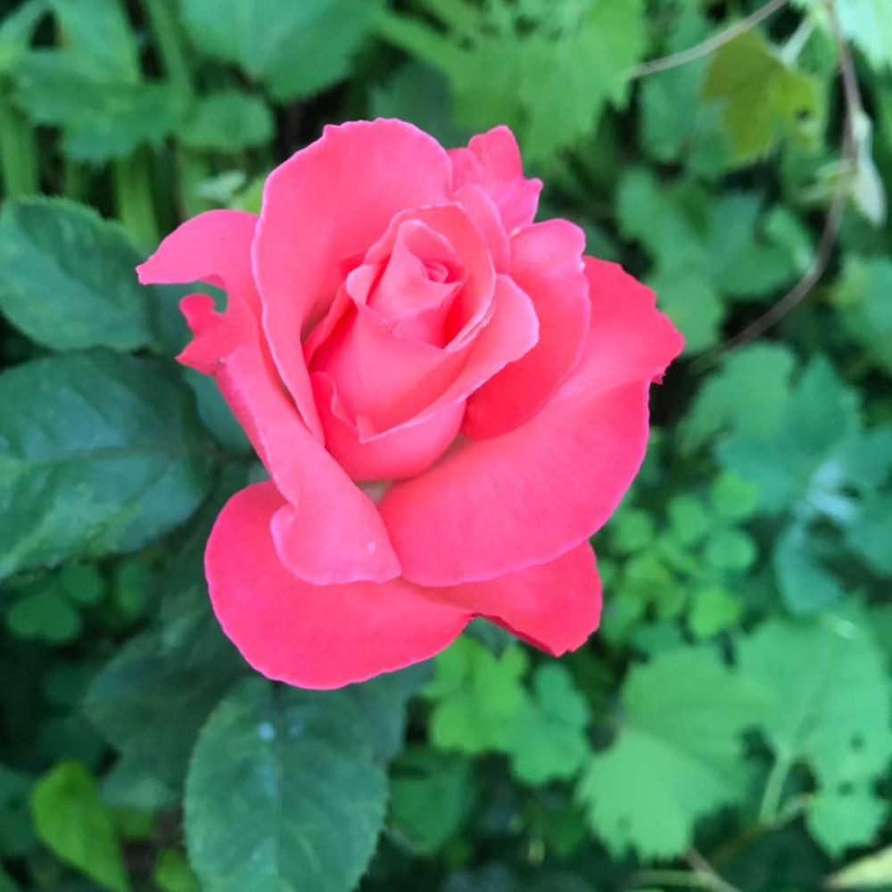 Meet your Posher, Ka